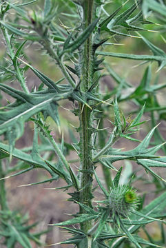 Image of Spear Thistle