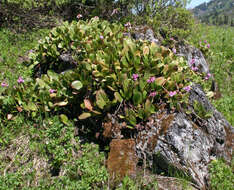 Image of elephant-ear