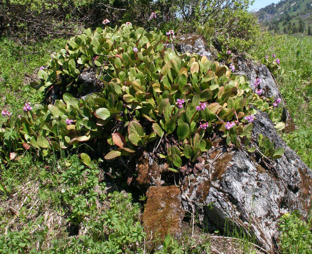 Image of elephant-ear