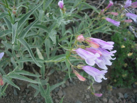 Image of <i>Penstemon lyallii</i>