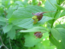 Image de Chèvrefeuille involucré