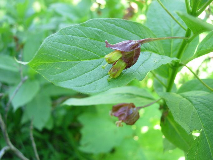 Image of twinberry honeysuckle