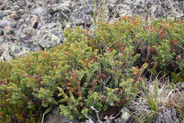 Image of juniper