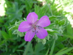 Plancia ëd Geranium viscosissimum Fisch. & C. A. Mey. ex C. A. Mey.