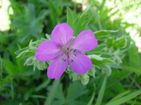 Image of sticky purple geranium