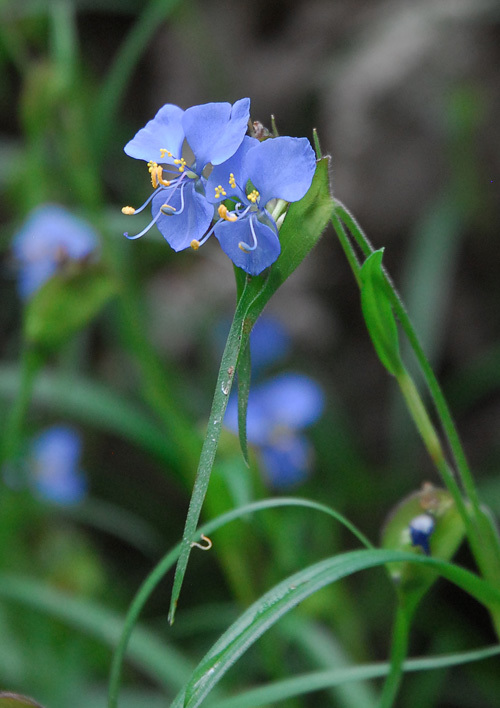 Image of birdbill dayflower