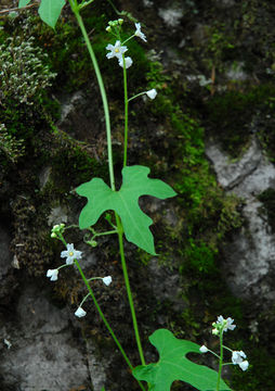 Sivun Echinopepon coulteri (Gray) Rose kuva