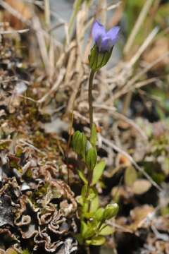 Image of dwarf gentian