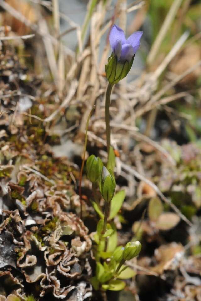 Image of dwarf gentian