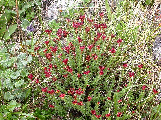 Image of stonecrop