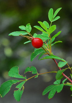 Sivun Rosa woodsii Lindl. kuva