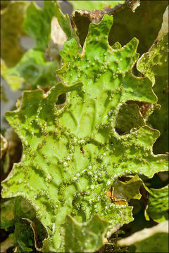 Слика од Lobaria pulmonaria (L.) Hoffm.