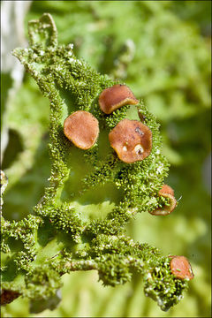 Слика од Lobaria pulmonaria (L.) Hoffm.