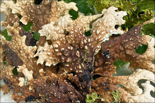 Слика од Lobaria pulmonaria (L.) Hoffm.