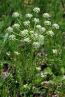 Image of Aulacospermum