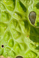 Image of Lungwort