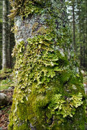 Слика од Lobaria pulmonaria (L.) Hoffm.