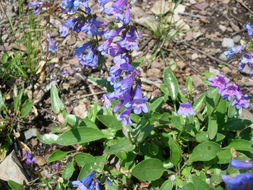 Image of Alberta beardtongue