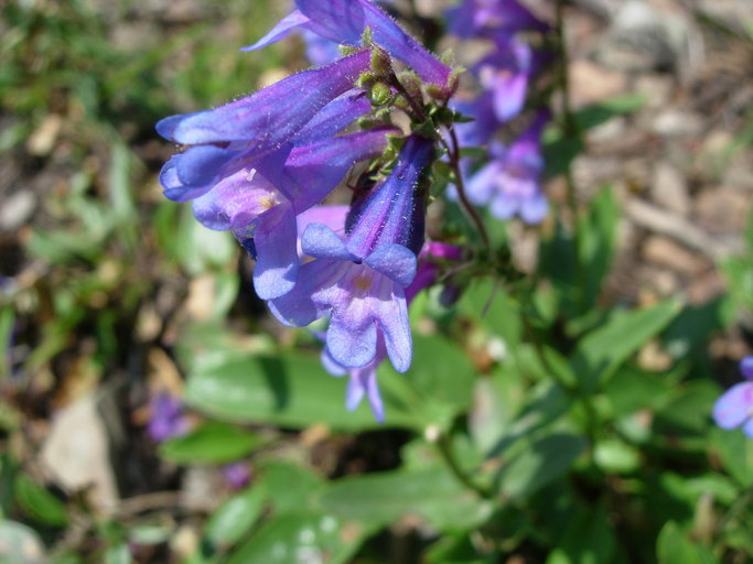 Image of Alberta beardtongue