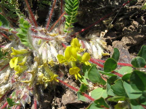 Image of milkvetch