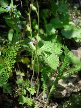 Imagem de Suksdorfia violacea A. Gray