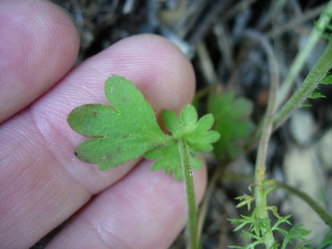 Imagem de Suksdorfia violacea A. Gray