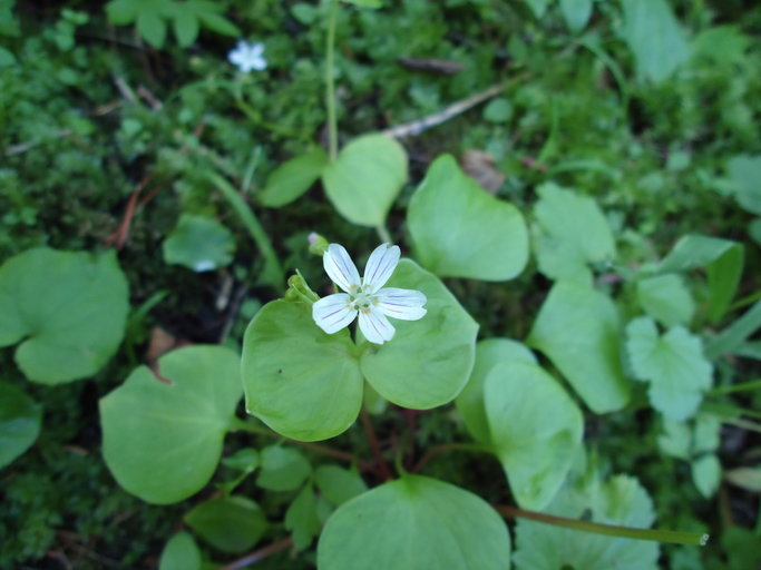 Image of Siberian springbeauty