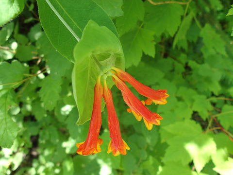 Image of Orange Honeysuckle