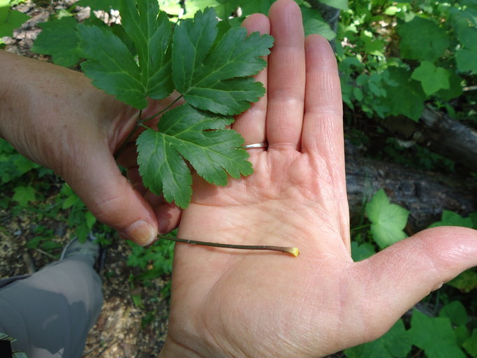 Image of Idaho goldthread