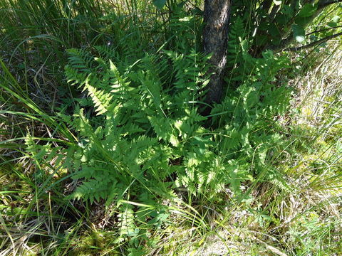 Image of crested buckler-fern