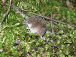 Image of Long-tailed shrews