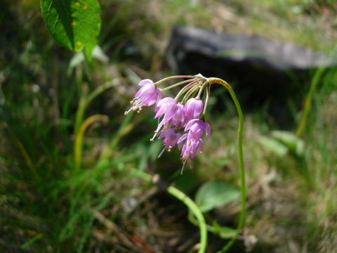 Image of Lady's leek