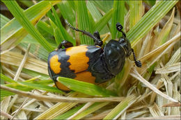 Image of <i>Necrophorus vespilloides</i>