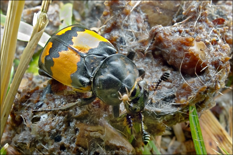 صورة <i>Necrophorus vespilloides</i>