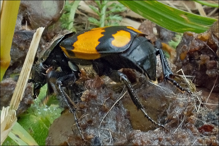 Image of <i>Necrophorus vespilloides</i>