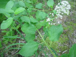 Image of Redstem Ceanothus