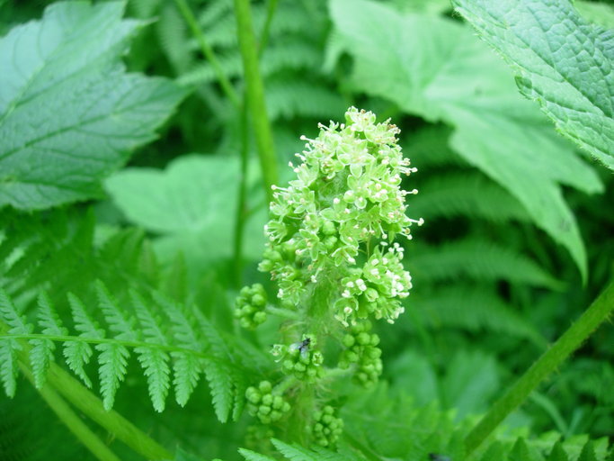 Слика од Oplopanax horridus (Sm.) Miq.