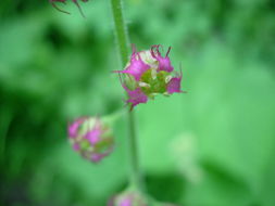 Image of Fragrant Fringecup