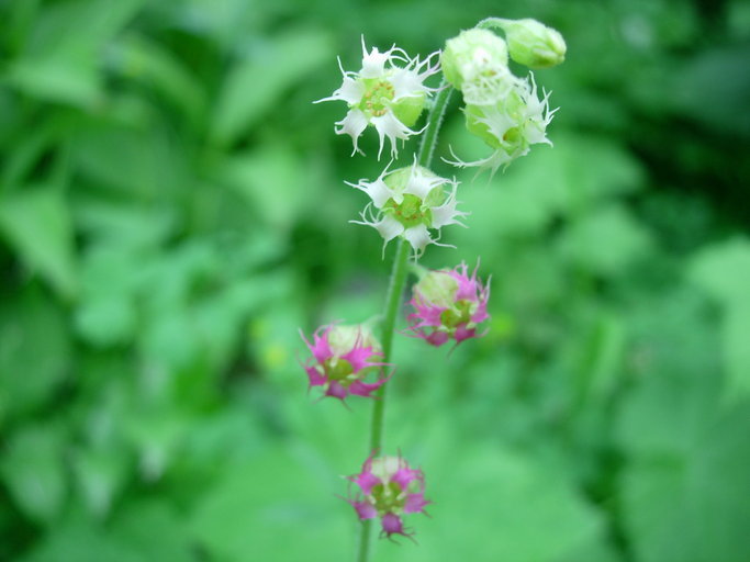 Image of Fragrant Fringecup