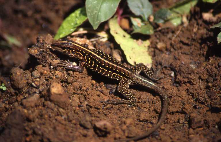 Image of Ameiva Lizard