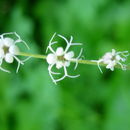 Image of smallflower miterwort