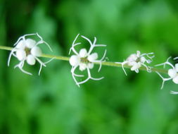 Image of Side-Flower Bishop's-Cap