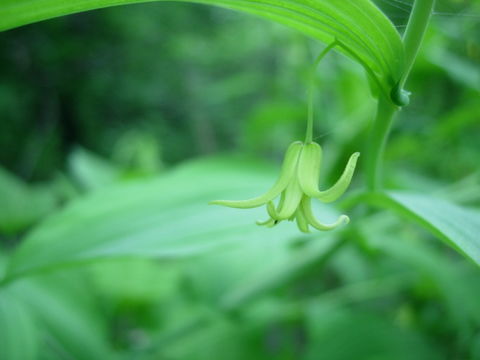 صورة Streptopus amplexifolius (L.) DC.