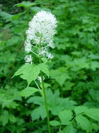 Image of baneberry