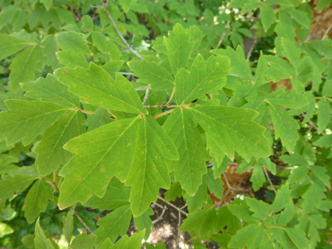 Image of Acer triflorum var. leiopodum Hand.-Mazz.