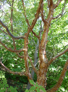 Image of Acer triflorum var. leiopodum Hand.-Mazz.