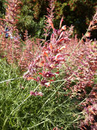 Image of threadleaf giant hyssop