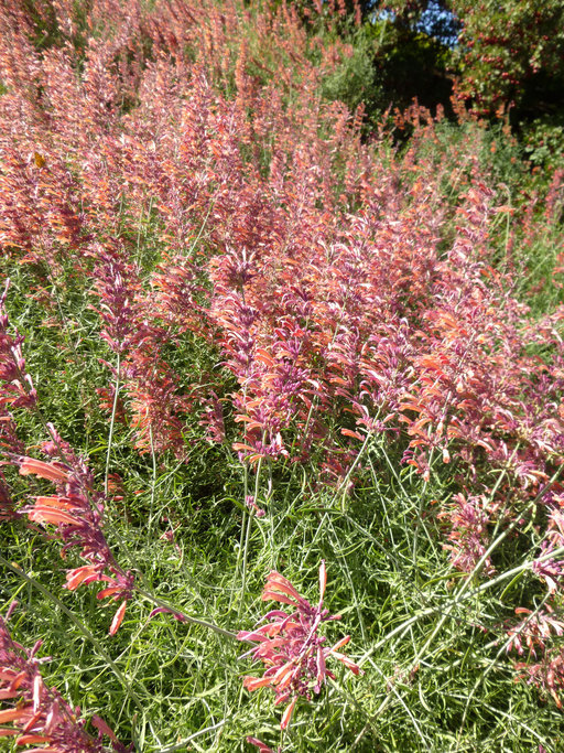 Image of threadleaf giant hyssop