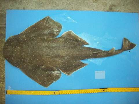 Image of angel sharks