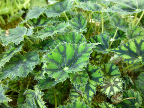 Image of Begonia bowerae Ziesenh.